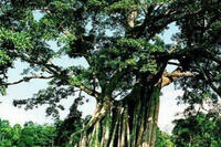 TOUR 2 NGÀY 1 ĐÊM: “HÀNH TRÌNH VỀ NGUỒN TÂN TRÀO - TỪ THỦ ĐÔ KHU GIẢI PHÓNG ĐẾN THỦ ĐÔ KHÁNG CHIẾN”