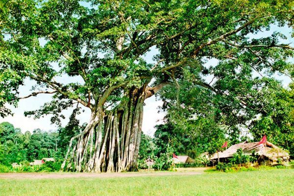 Cây đa Tân Trào là nơi chứng kiến nhiều sự kiện trọng đại của đất nước, đặc biệt vào thời kỳ tiền khởi nghĩa Tháng Tám năm 1945